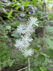 Neviusia alabamensis