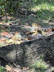 Iguana iguana