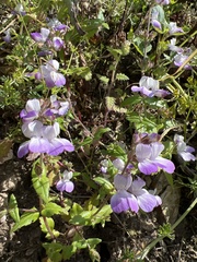 Collinsia multicolor