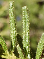 Ceanothus papillosus papillosus