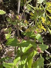 Collinsia multicolor