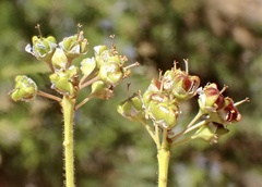 Ceanothus papillosus papillosus