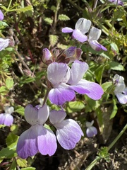 Collinsia multicolor