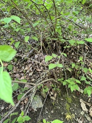 Neviusia alabamensis