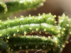 Ceanothus papillosus papillosus