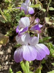 Collinsia multicolor