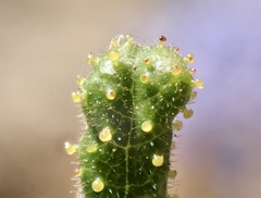 Ceanothus papillosus papillosus