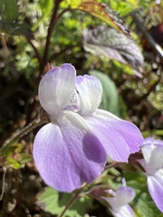 Collinsia multicolor