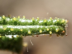 Ceanothus papillosus papillosus
