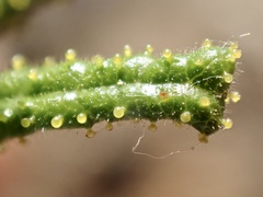 Ceanothus papillosus papillosus