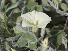 Calystegia malacophylla malacophylla