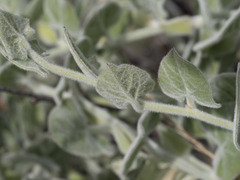 Calystegia malacophylla malacophylla