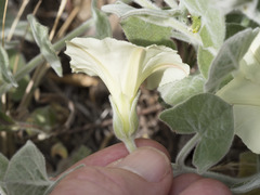 Calystegia malacophylla malacophylla