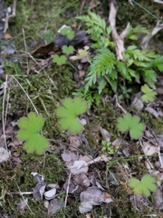 Geranium microphyllum