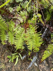Diplopterygium glaucum