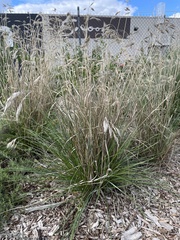 Rytidosperma duttonianum