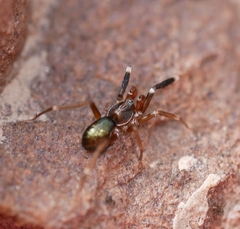 Phrurotimpus borealis