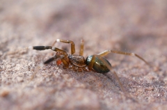 Phrurotimpus borealis