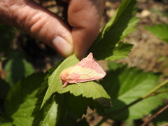 Hyparpax aurora