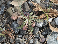 Malacothrix floccifera