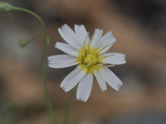 Malacothrix floccifera