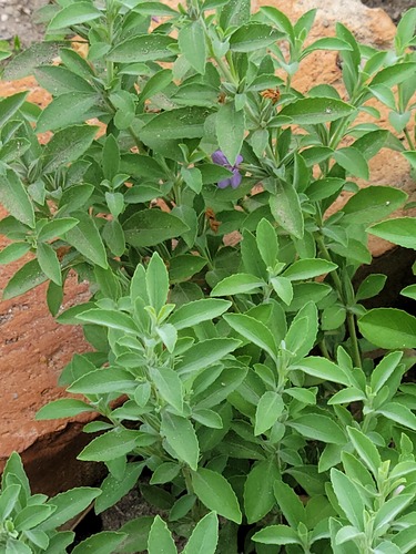 Dyschoriste crenulata, photograph 1