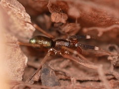Phrurotimpus borealis