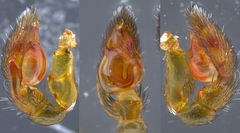 Phrurotimpus borealis