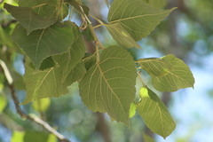 Populus guzmanantlensis