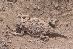 Phrynosoma goodei