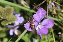 Nomada maculata