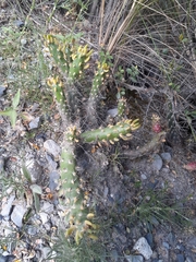 Austrocylindropuntia shaferi