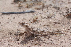 Phrynosoma goodei