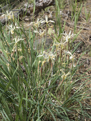 Iris tenuissima