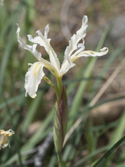 Iris tenuissima