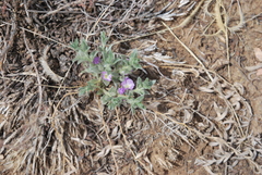 Evolvulus nuttallianus