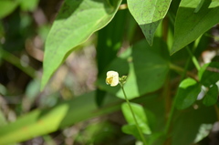 Fabaceae