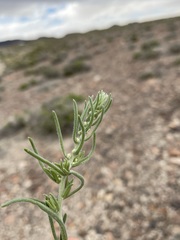 Neokochia americana