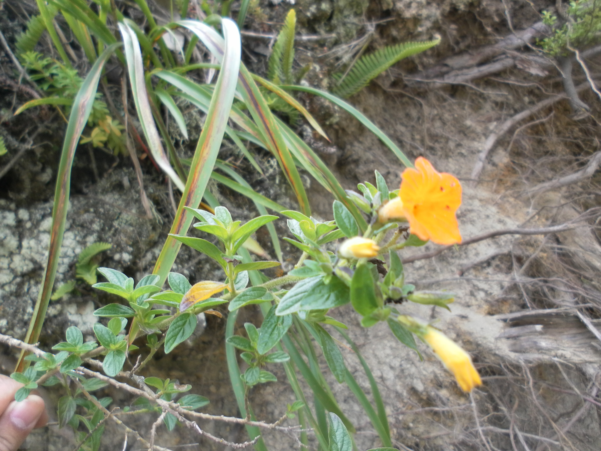 Streptosolen jamesonii image