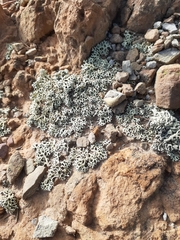 Leprocaulaceae
