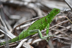 Iguana iguana