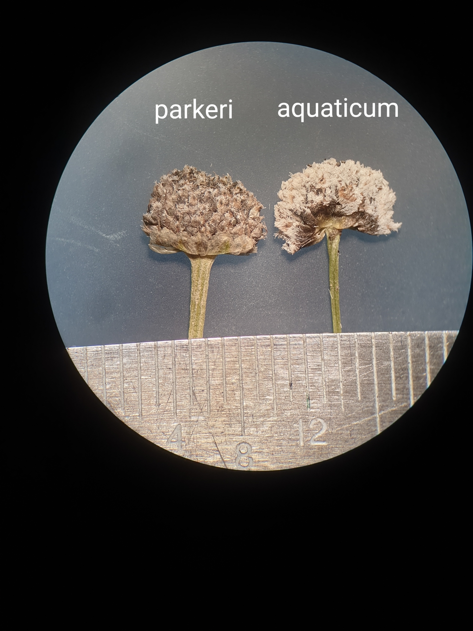 Parker's pipewort (Eriocaulon parkeri) · iNaturalist