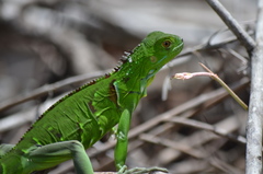 Iguana iguana