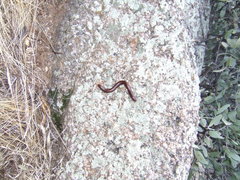 Orthoporus