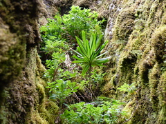 Robinsonia masafuerae