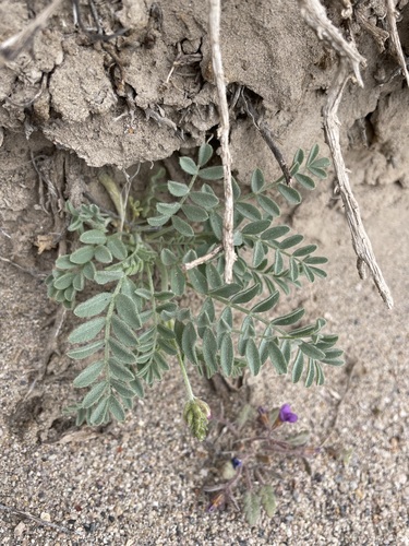 Image of Gravel milkvetch by (c) Matt Berger, some rights reserved (CC BY)