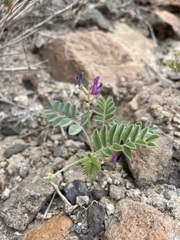 Astragalus sabulonum