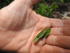 Anacampsis lupinella
