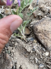Astragalus sabulonum