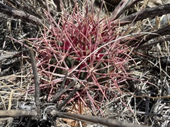 Homalocephala polycephala
